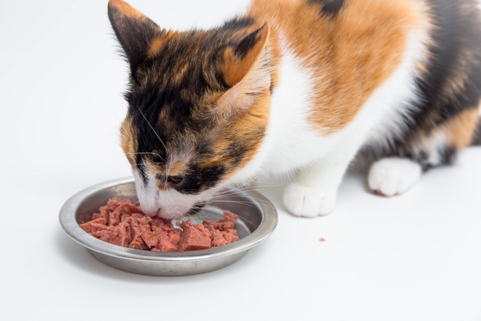 ウェットフードを食べる三毛猫