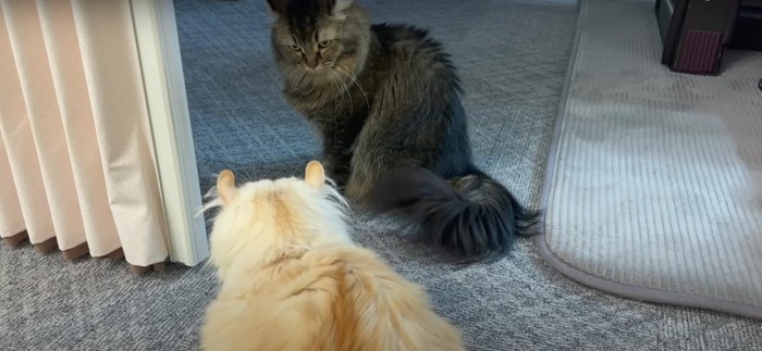 向かい合う2匹の猫%%制裁タイム