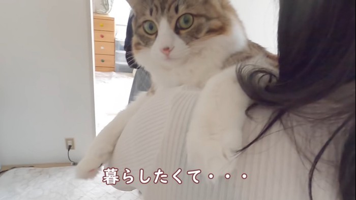 抱っこされる猫