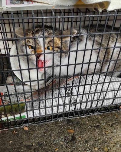 威嚇する猫