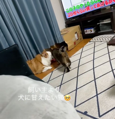 犬に擦り寄る猫