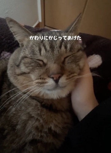 撫でられる猫