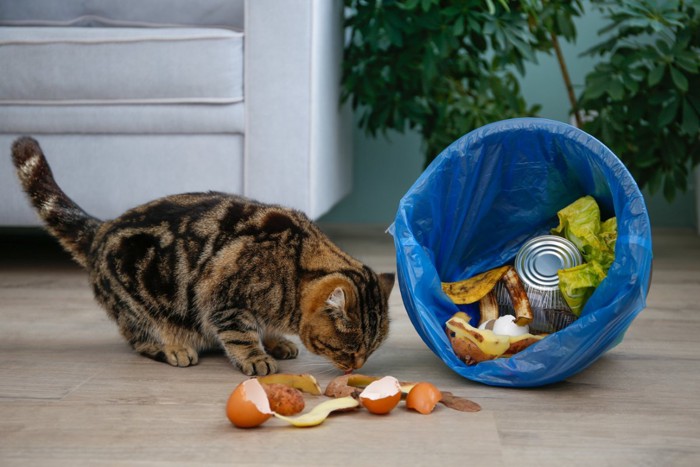 ゴミ箱を倒す猫