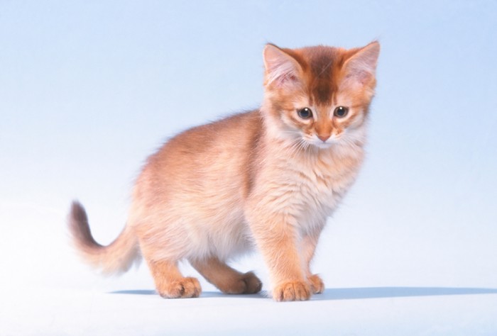 ソマリの子猫