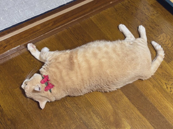 床に横向きに寝転ぶ猫の姿