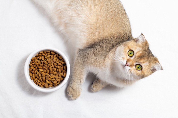 ご飯の横で寝ころぶ猫