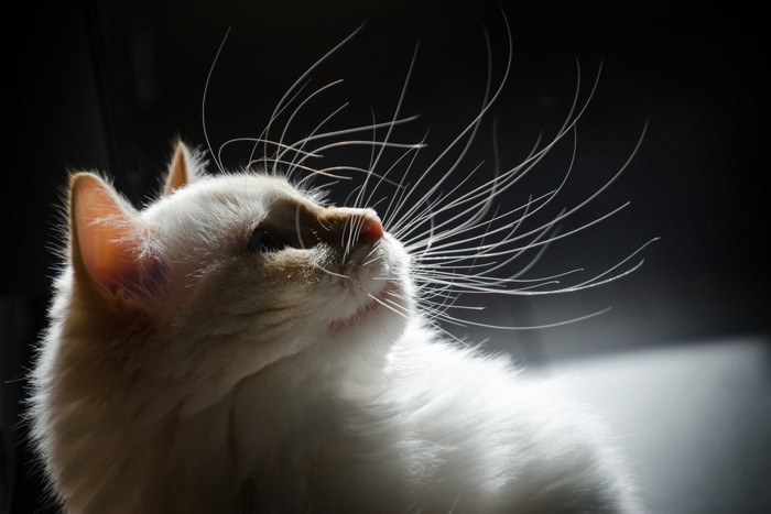 上を向く猫ヒゲ