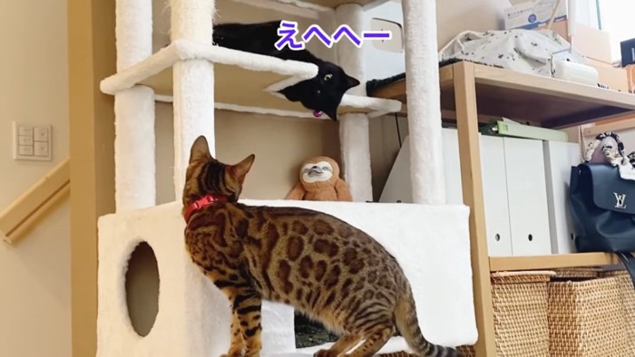 キャットタワーで寝転がる猫