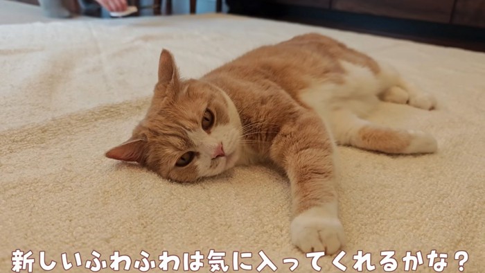 リラックス猫
