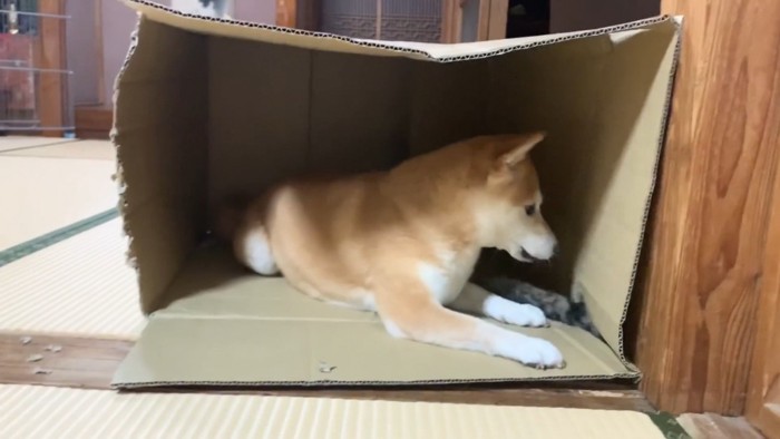 下から出てくる猫の手を見る柴犬