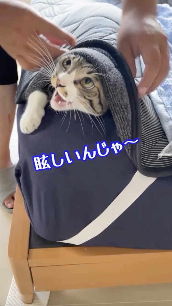 飼い主さんに向かって鳴く猫