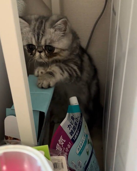 洗濯機と冷蔵庫の隙間から出たい猫