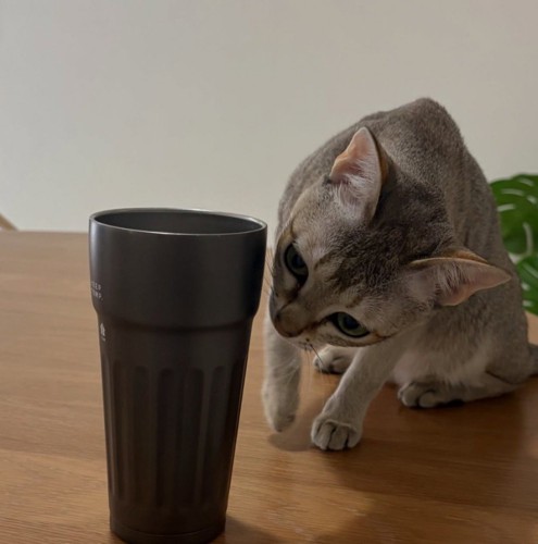 嗅ぐ猫