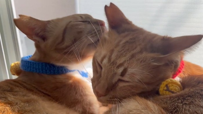 顔を寄せ合う2匹の猫