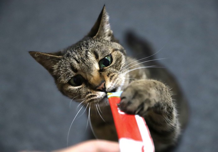 手をかけておやつを食べる猫