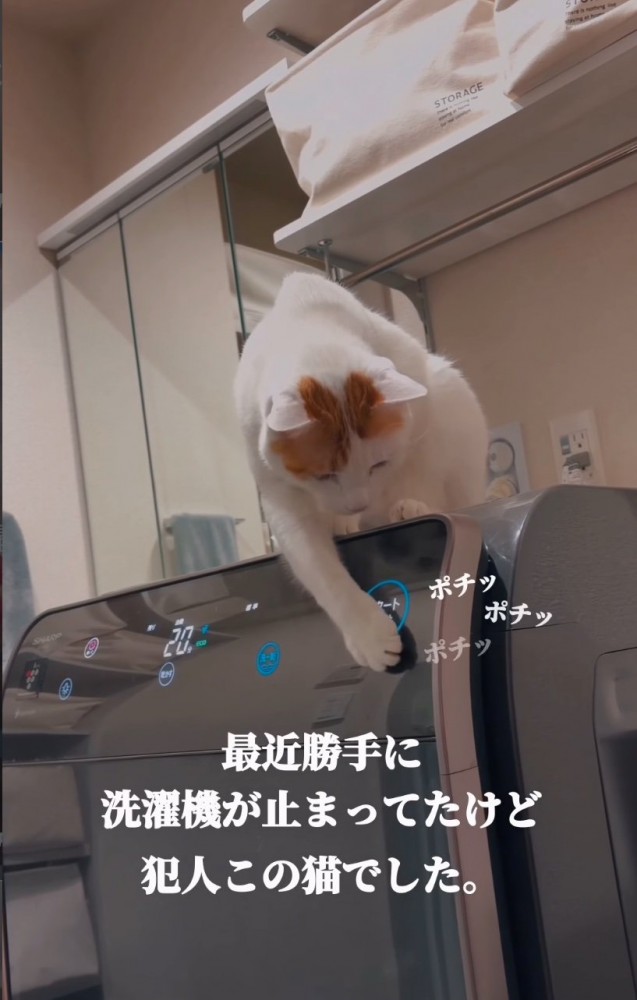 ボタンを連打する猫