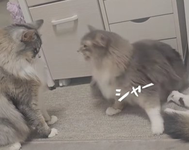 右の猫が怒り左の猫は座って下を向く