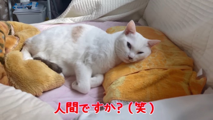 寝ている猫