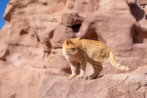 崖の上に立つアラビアンマウ