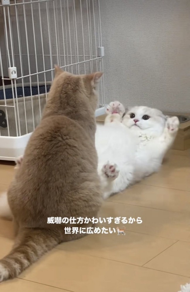 マンチカンを威嚇するミヌエット