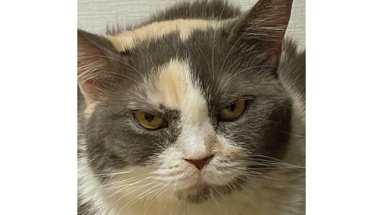 爪とぎにいる猫