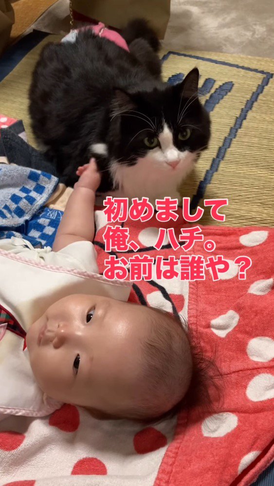赤ちゃんに挨拶をするように隣に座る猫