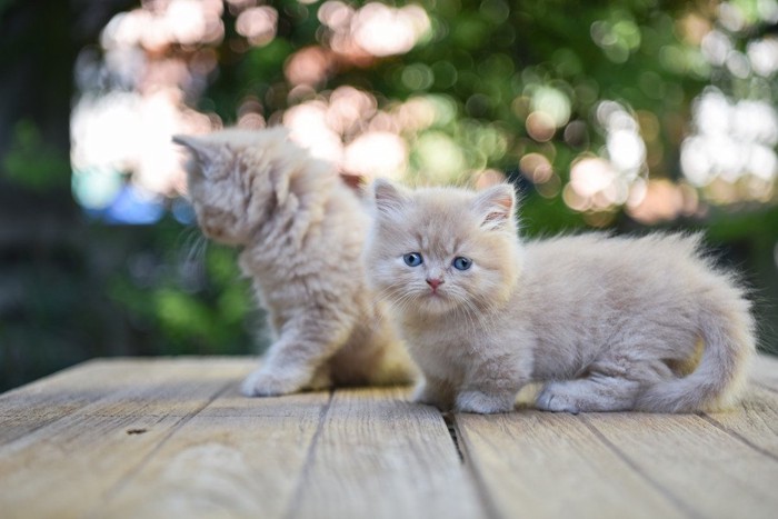 縞模様のマンチカンの子猫