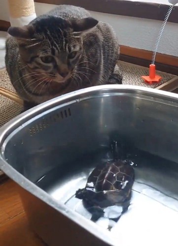 水の中にいる亀を見る猫