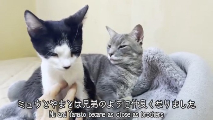 寄り添う猫と撫でる人間の手