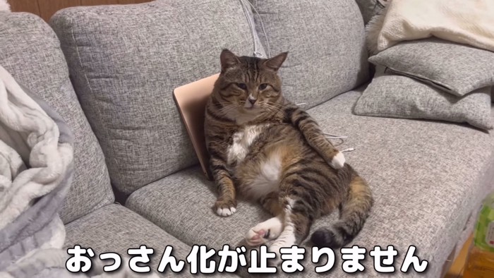 ソファーに座る猫