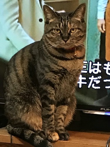 TV画面の前を陣取る猫