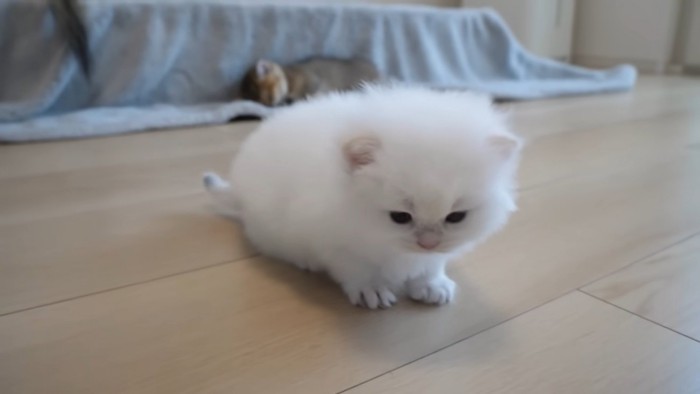 子猫のアップ