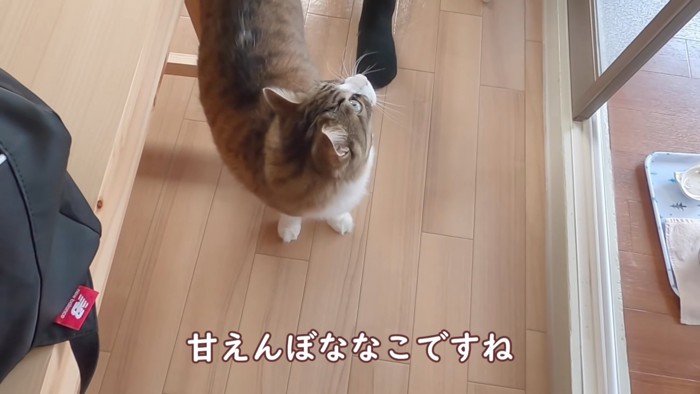 後ろを見る猫