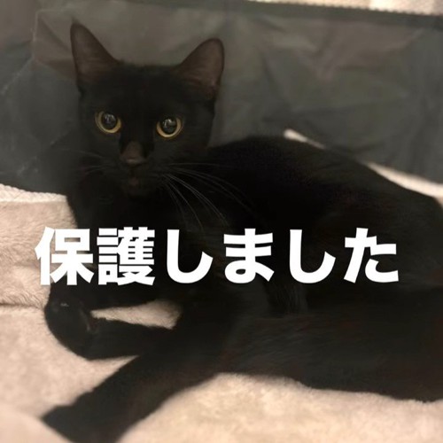 横になる猫