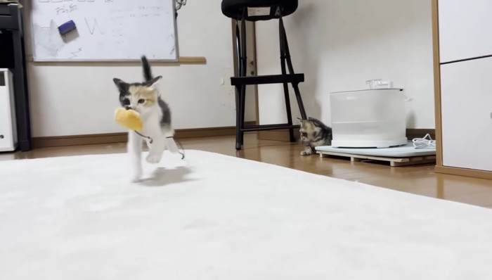 かぼちゃを咥えて走る三毛ちゃん