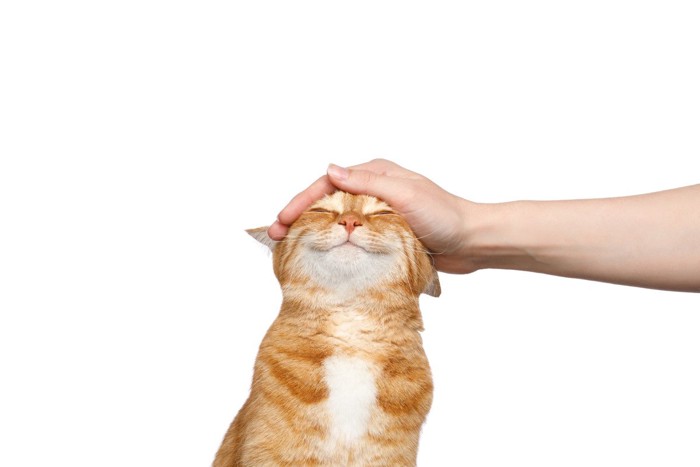 なでられてゴキゲン猫