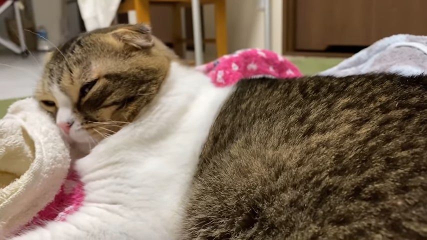 洗濯物に頭をあずける猫