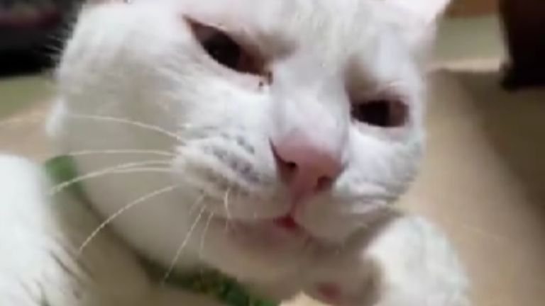 室内にいる猫