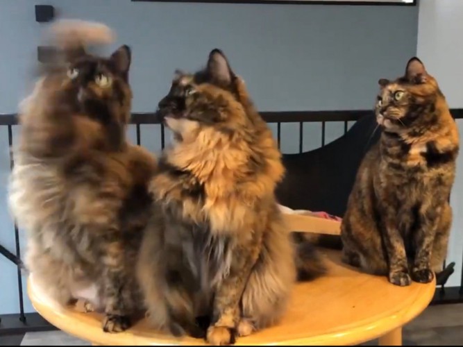 おもちゃに手を伸ばす長毛のサビ猫