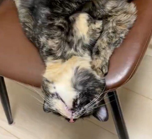 イスの上で仰向けになって微動だにしない長毛のサビ猫