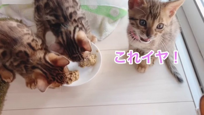 お皿と3匹の子猫