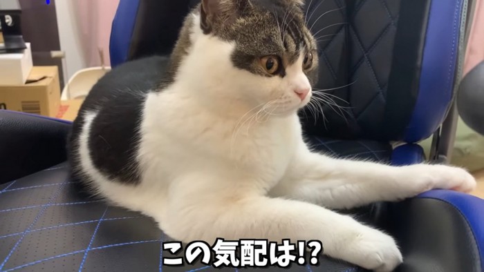 椅子の上でくつろぐ猫