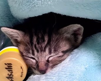 毛布にうずまる子猫
