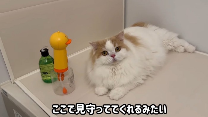 お風呂の蓋の上でくつろぐ猫