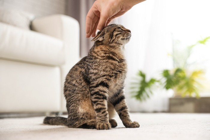 猫の首の後ろに伸ばした女性の手