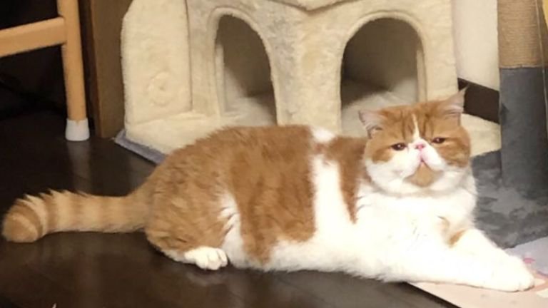 室内にいる猫