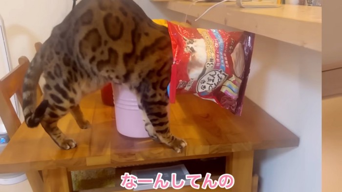 袋に頭を入れている猫