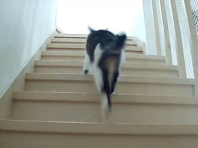 階段を上る猫