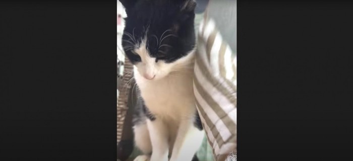 撫でられている猫