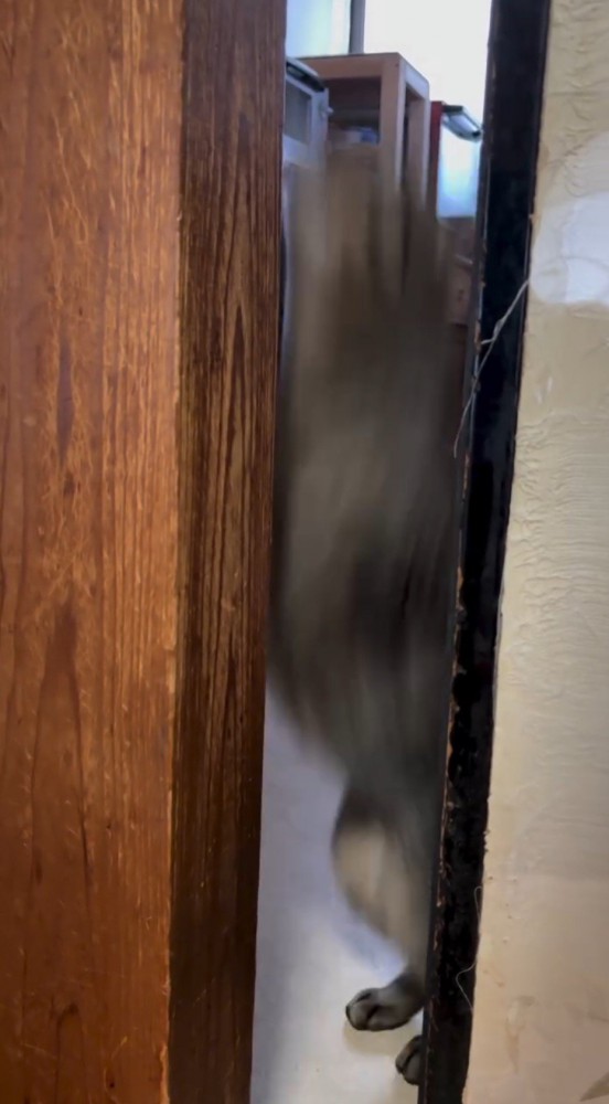 壁に向かってジャンプする猫